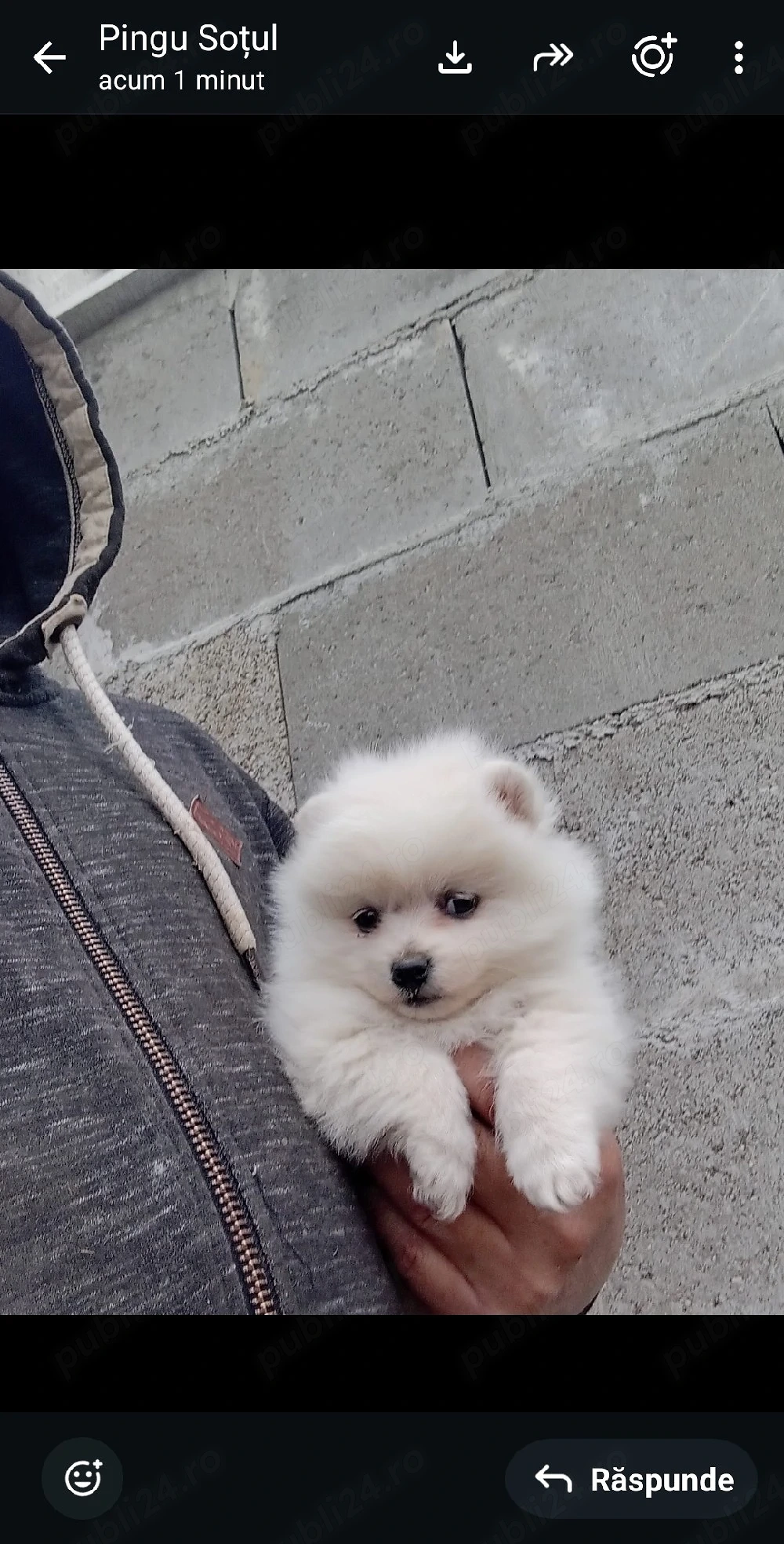 pomeranian pui