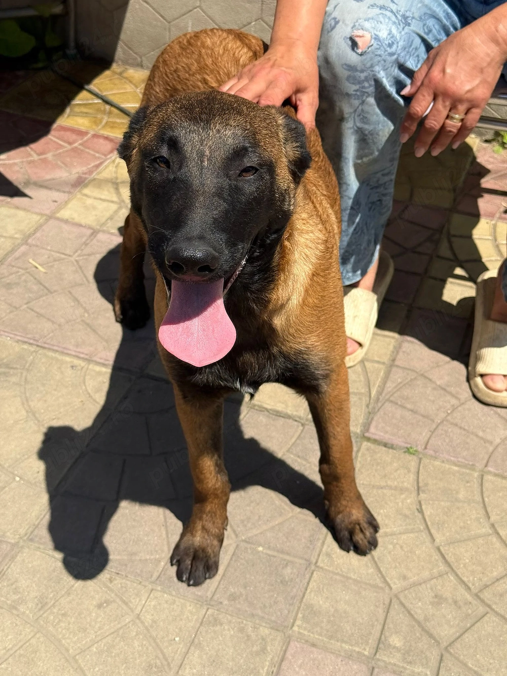 Femela ciobanesc belgian malinois - 7 luni
