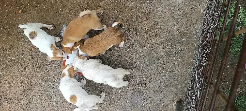 Jack Russel Terrier 2 luni