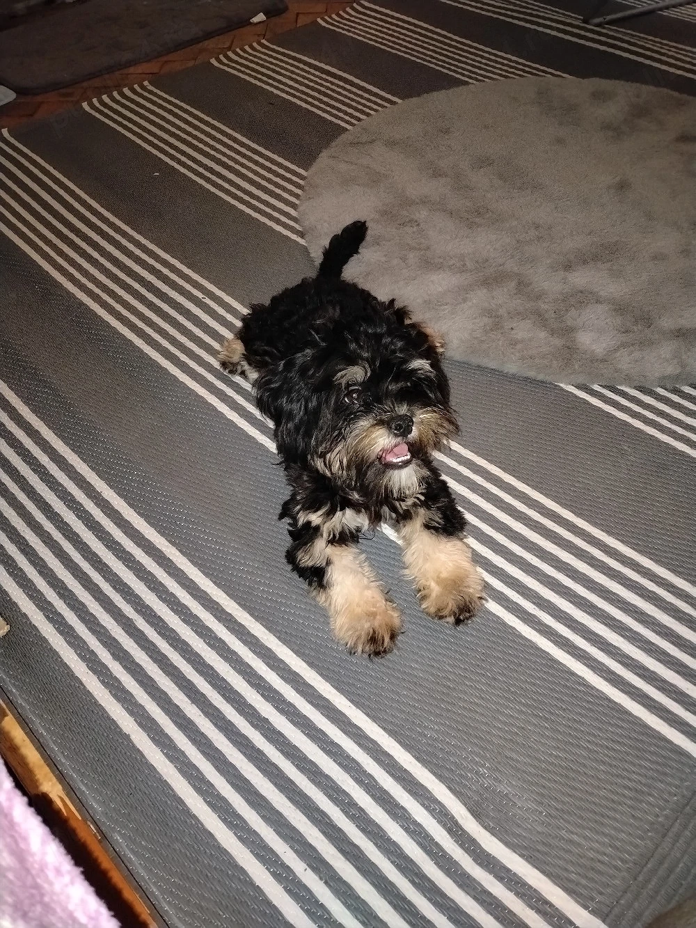 Bichon yorkshire terrier 