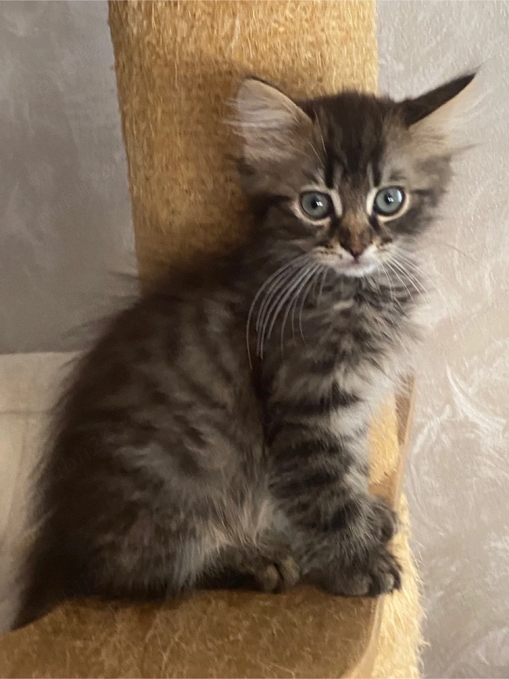 Motanel ragdoll  persan 2 luni
