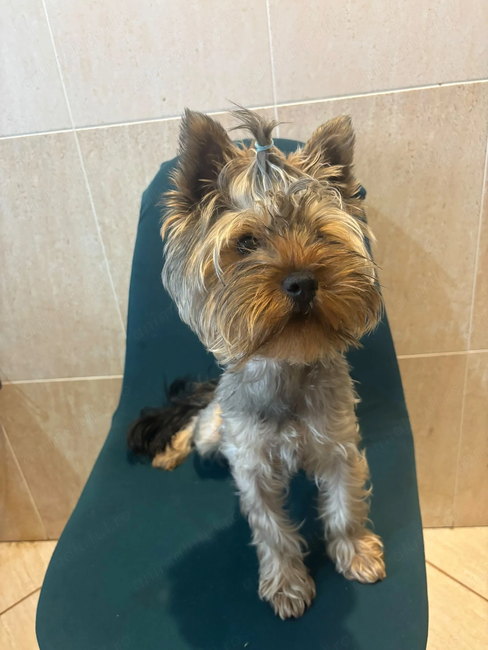 Catel yorkshire terrier,baiat 6 luni