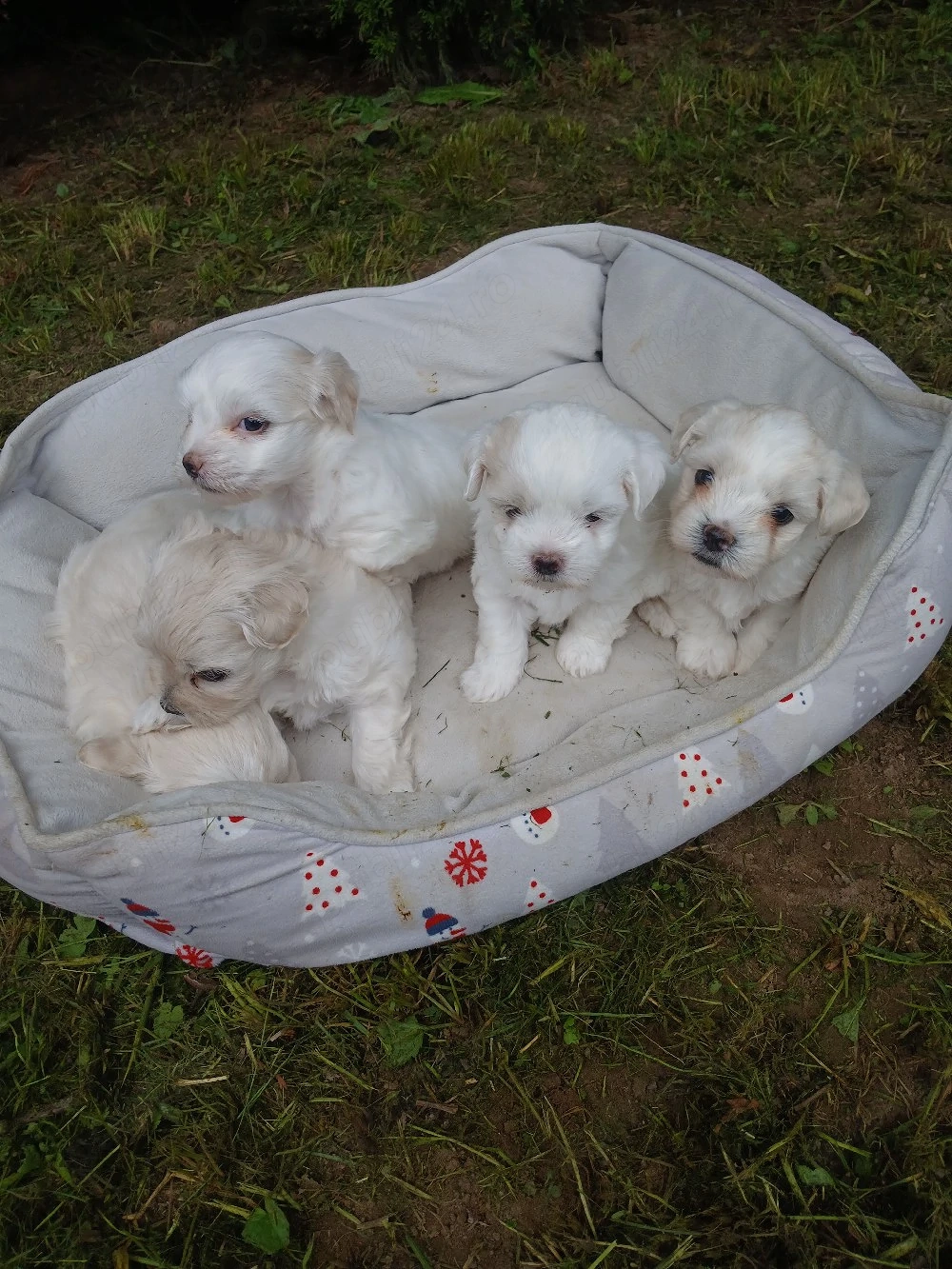 Cateii Bichon 
