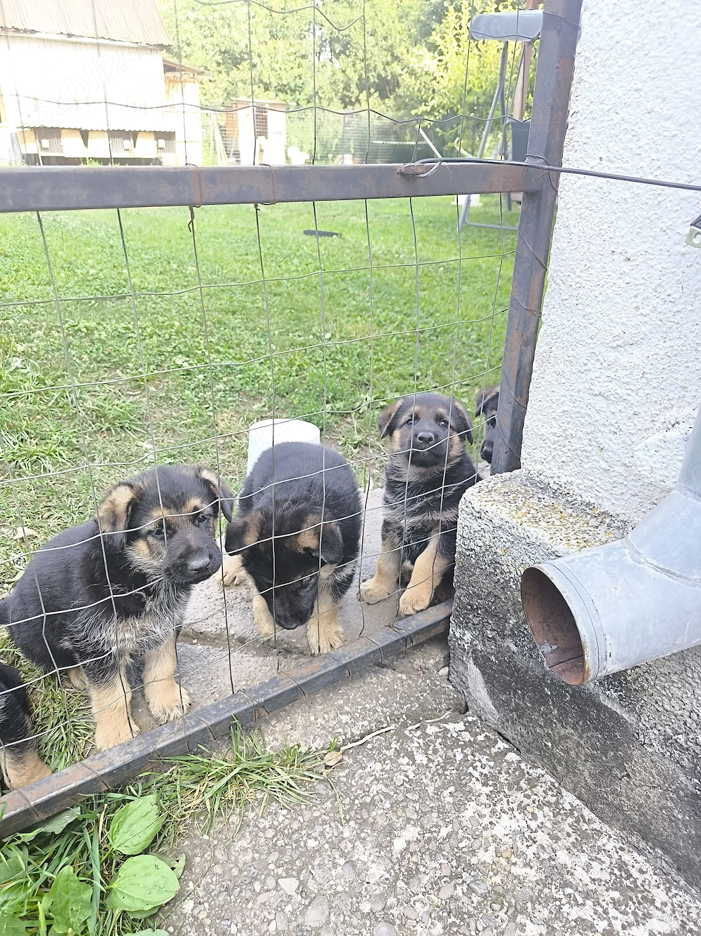 Vând cătei de Ciobanesc german