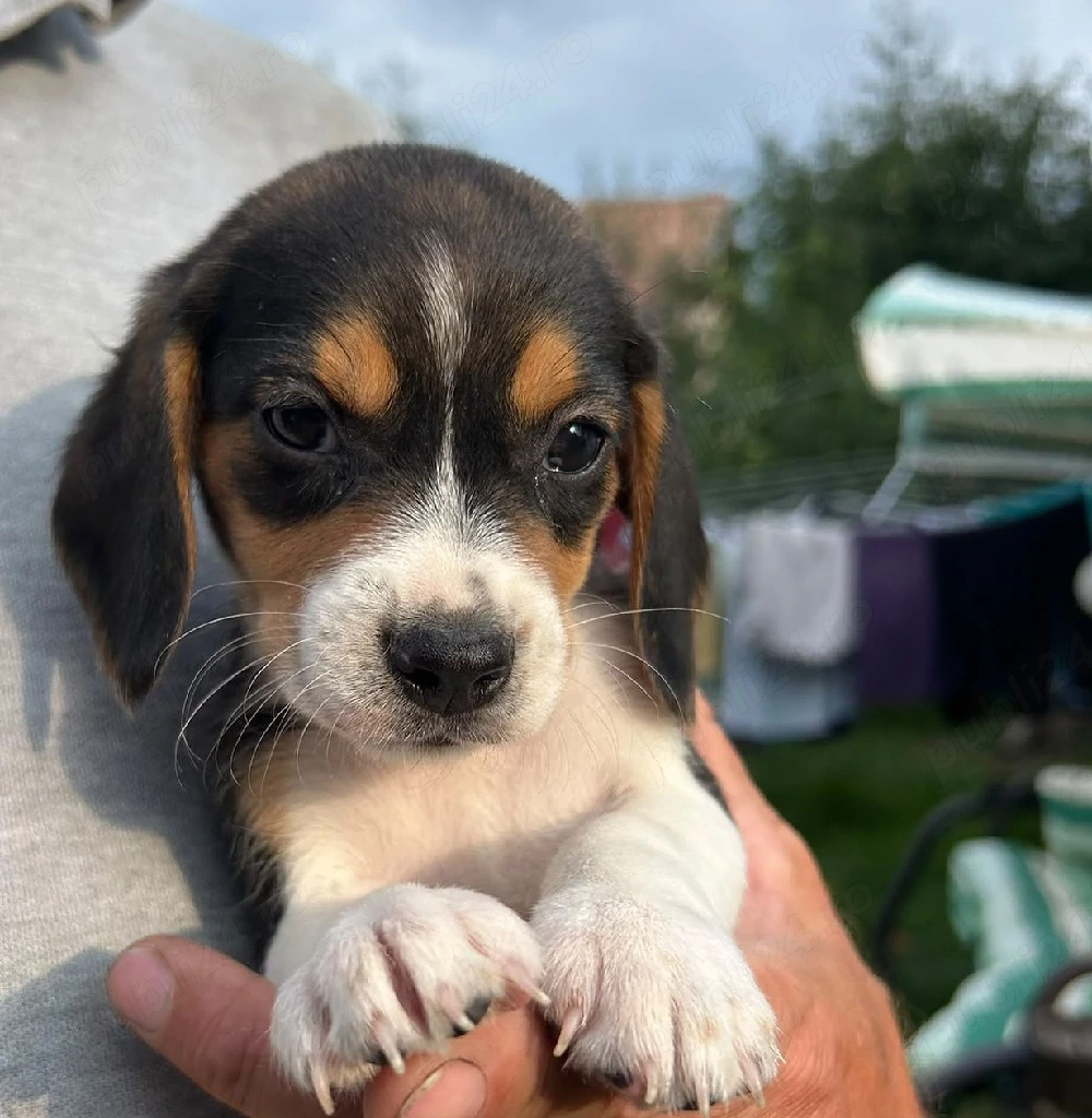 Beagle tricolor 