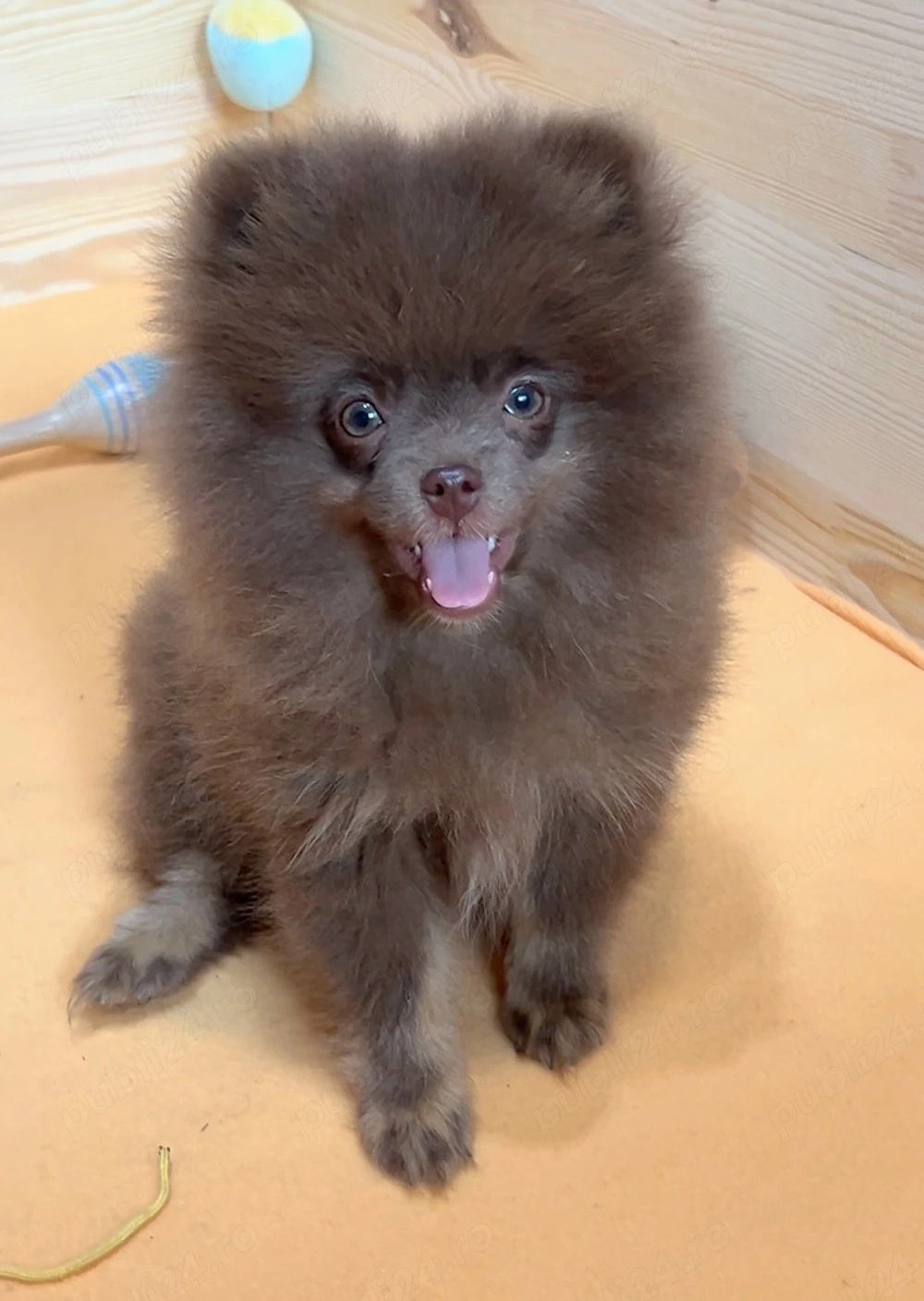 pomeranian deosebit cu pedigree