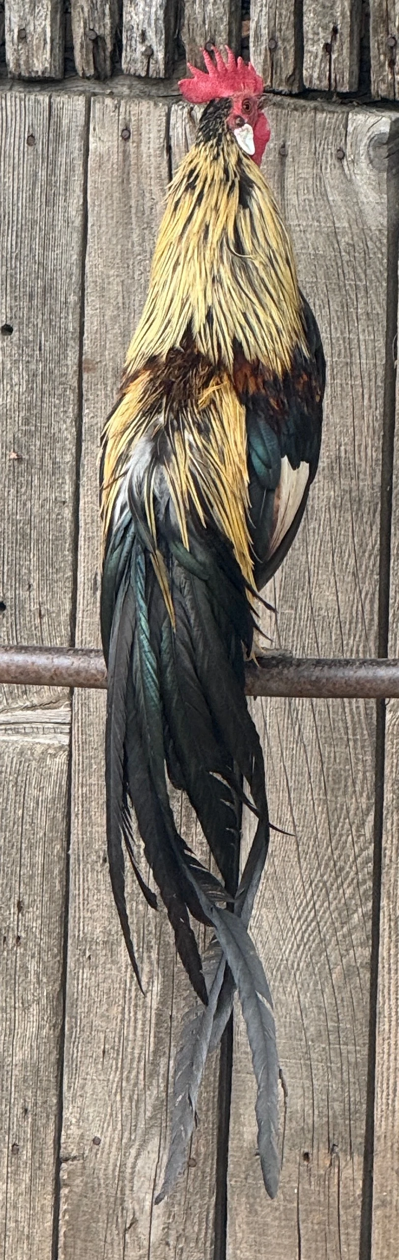 Cocosi phoenix!