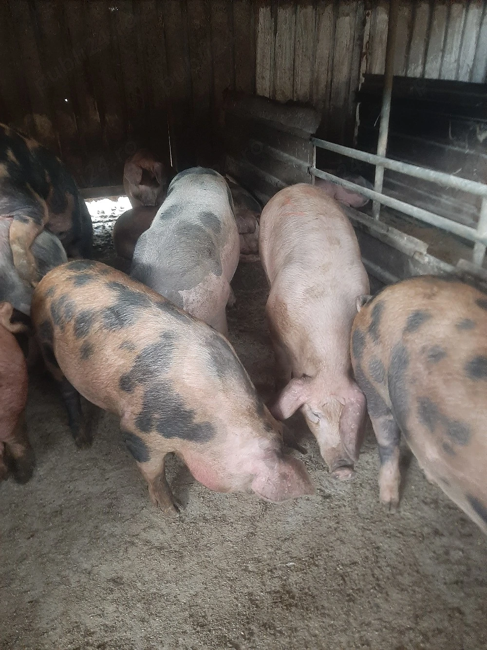 vând soldani si porci mari diferite 