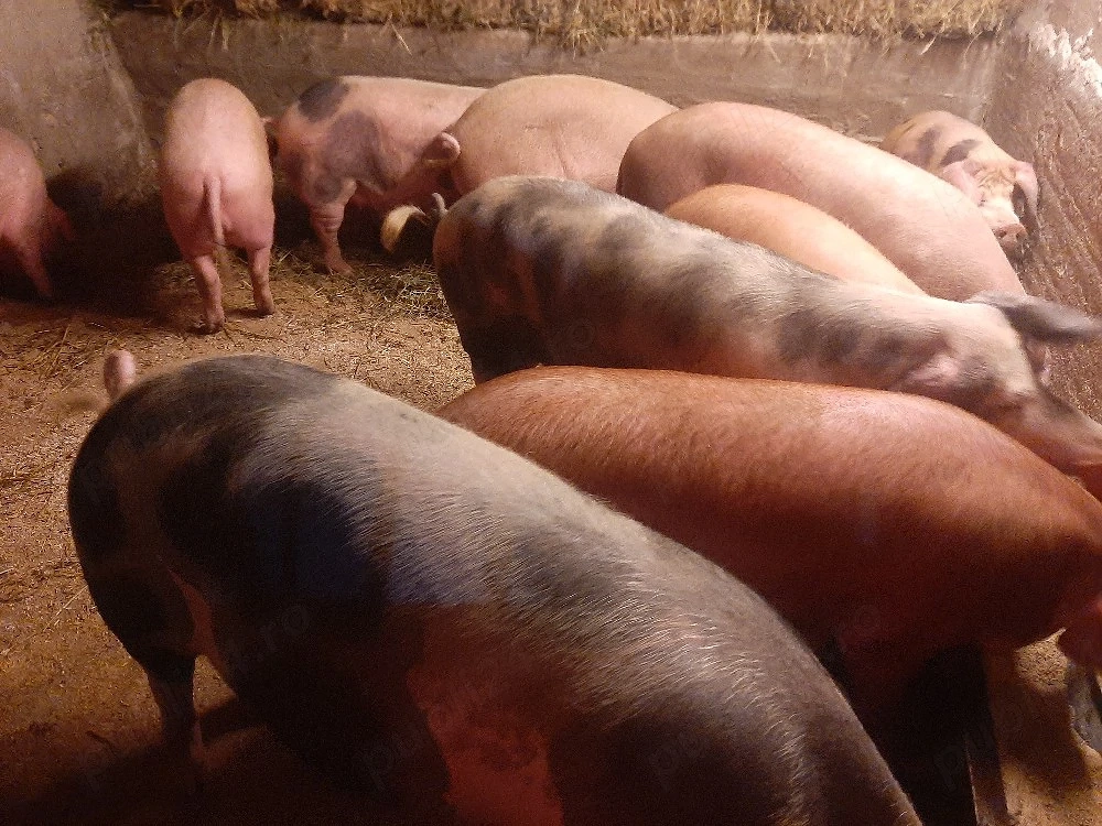 vând soldani si porci diferite mărimi. de casă