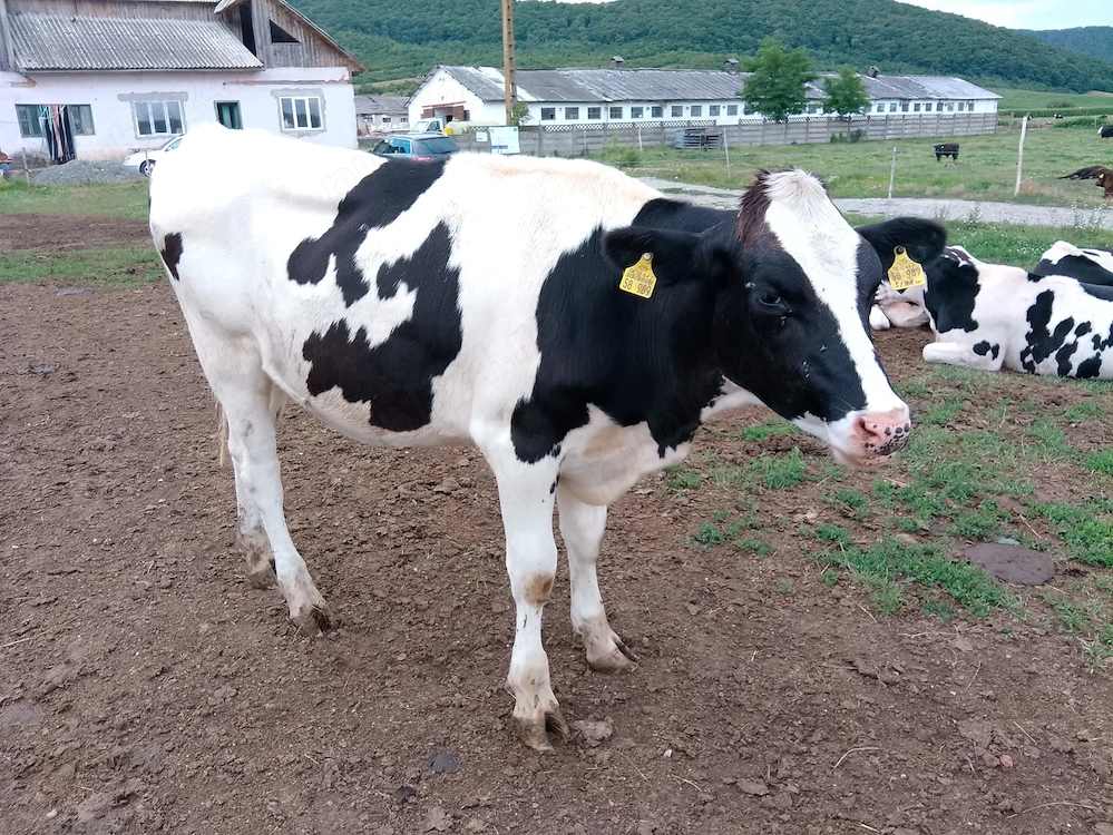 Vitele 8 - 12 luni, vitele pregatite de monta, juninci gestante, rasa Holstein