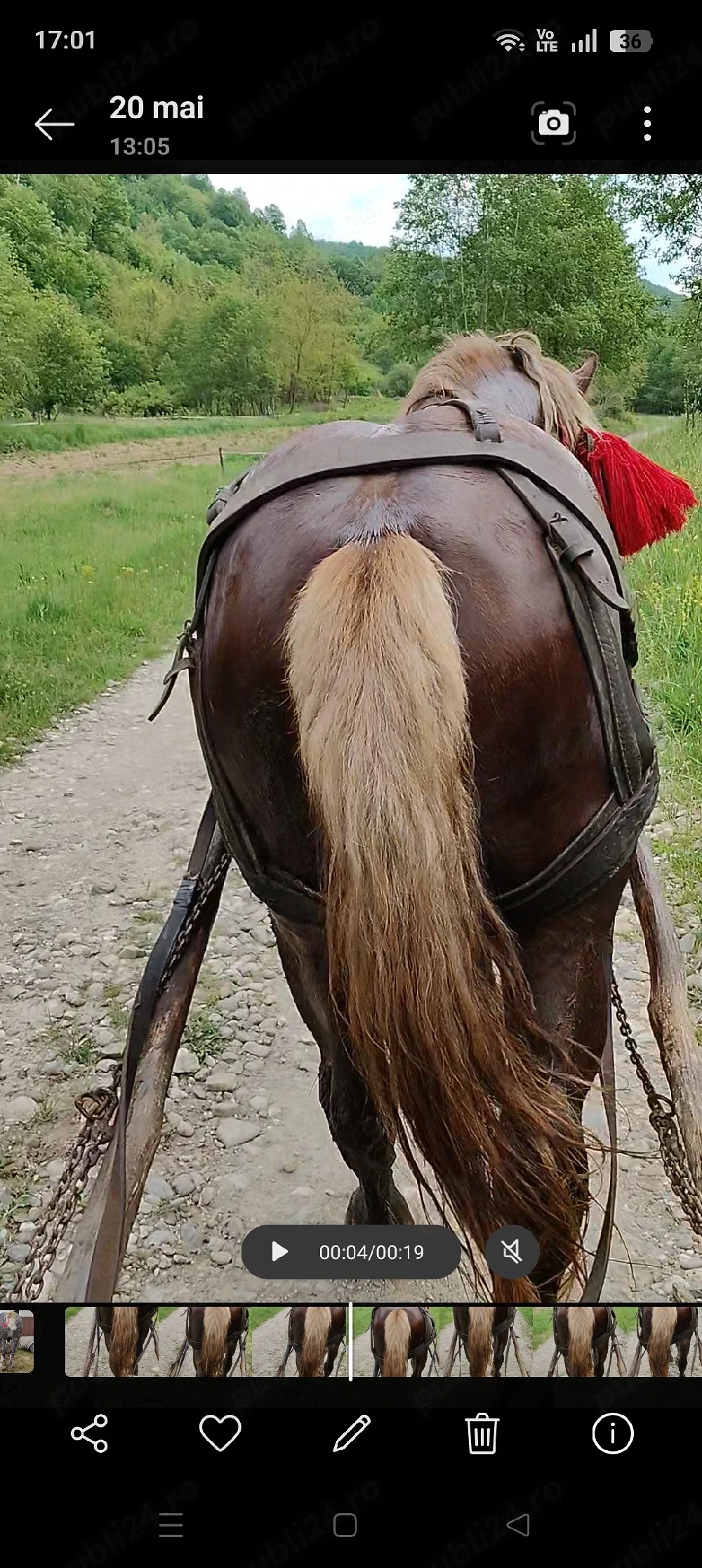 Vând cal de 3 ani