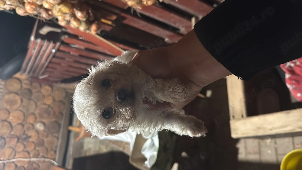Se vinde pui de Bichon Maltez pui au o lună jumate 