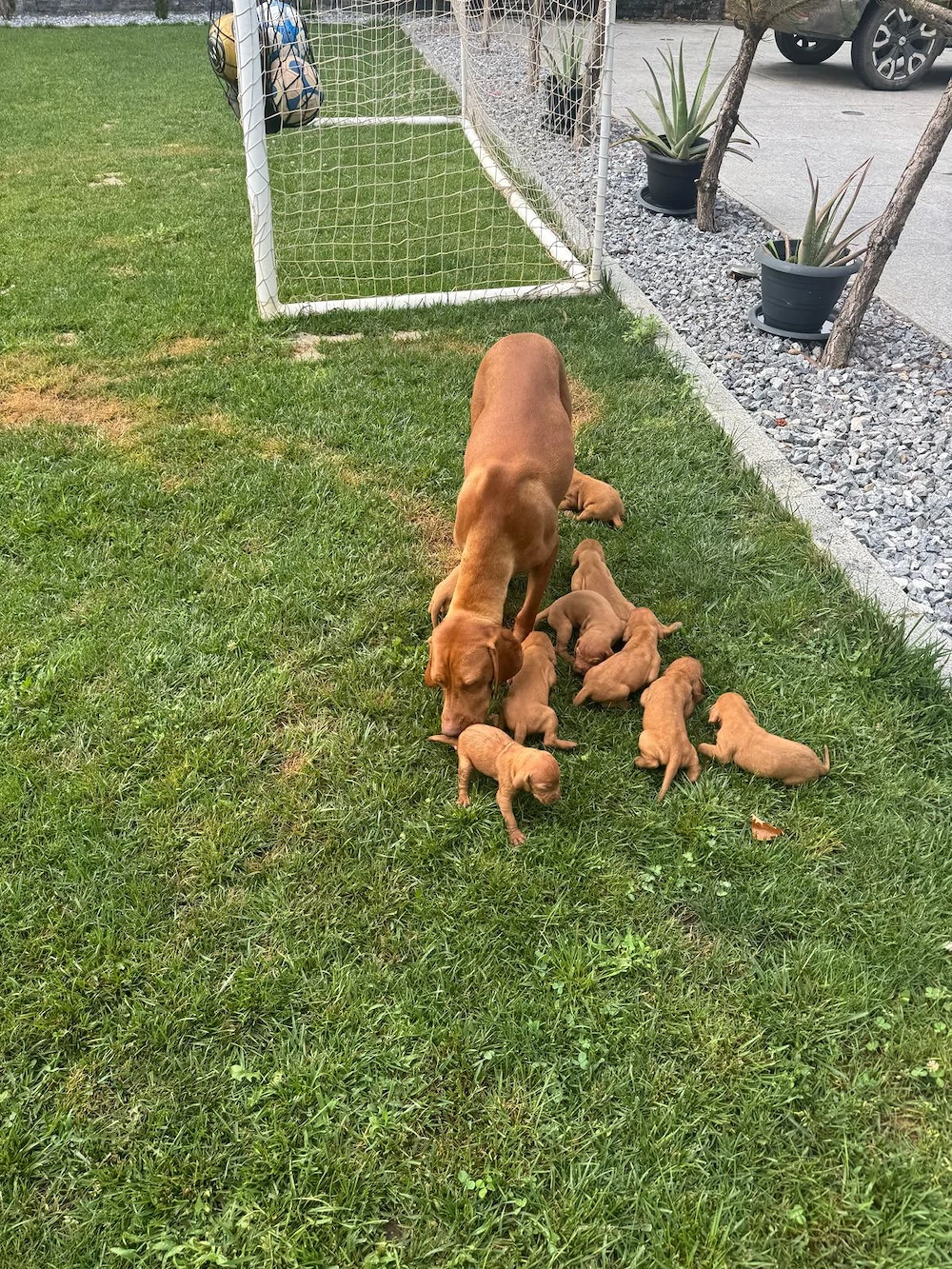 Pui Vizsla Maghiară (Brac Maghiar)   5 Fetițe și 4 Băieței