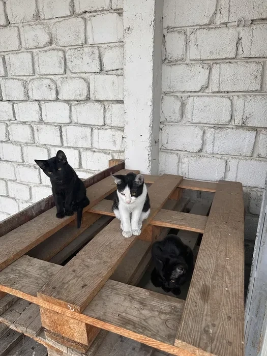 Donez Pisici - 3 masculi
