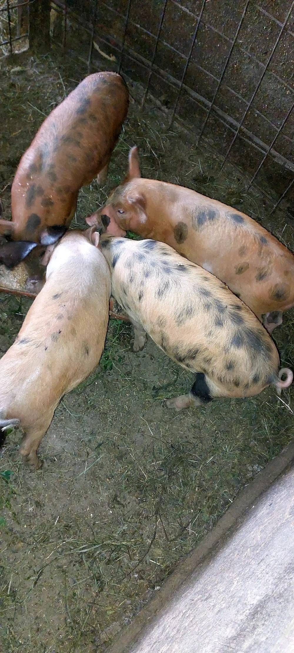 Vând 6 purcei la 8 săptămâni 