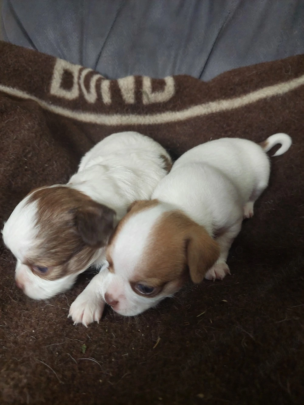 chihuahoa.