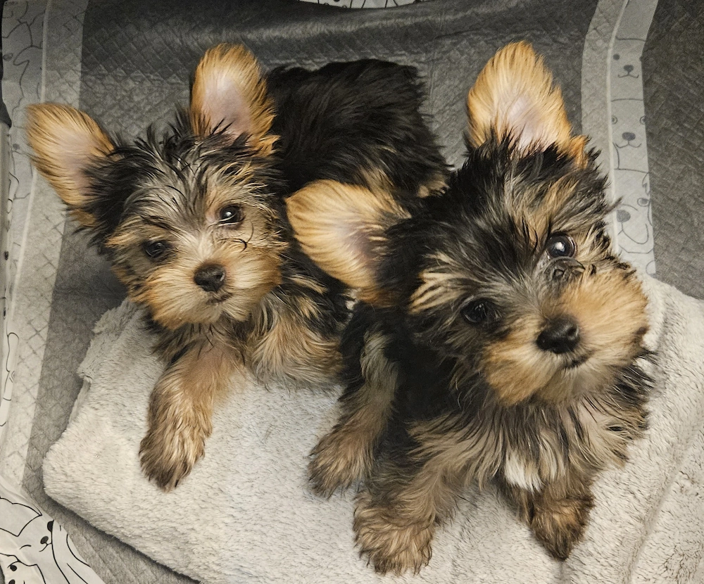 Pui Yorkshire Terrier - 2 masculi