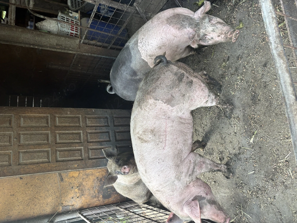 Vând 3 porci, duroc cu marele alb!