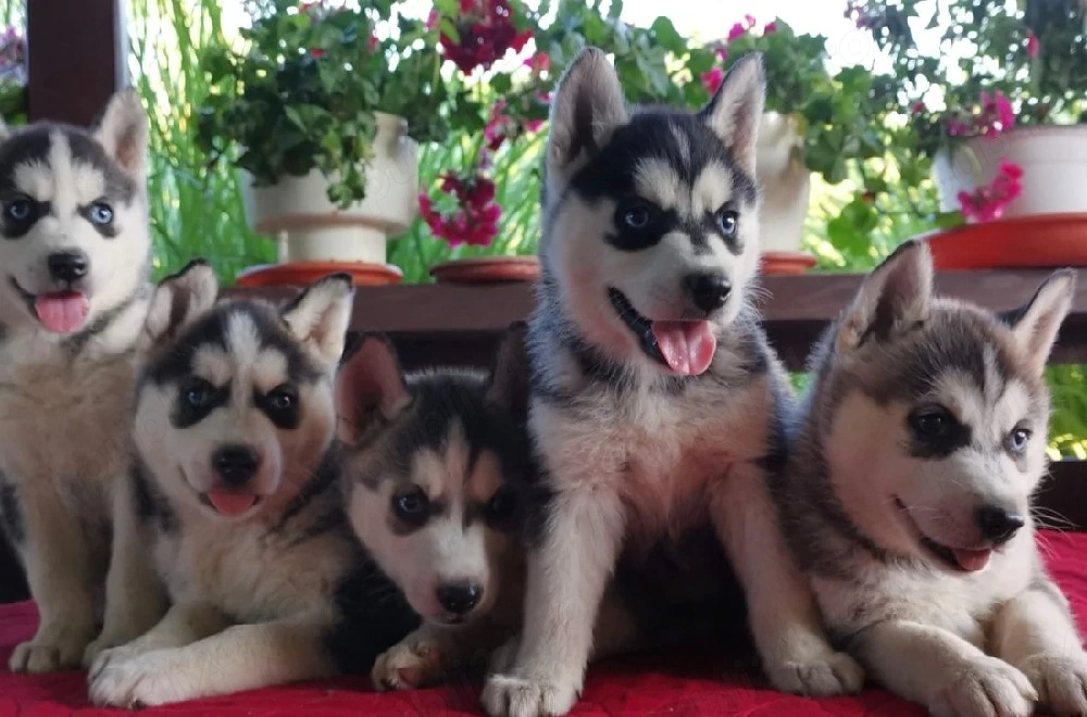 Husky siberian disponibile 