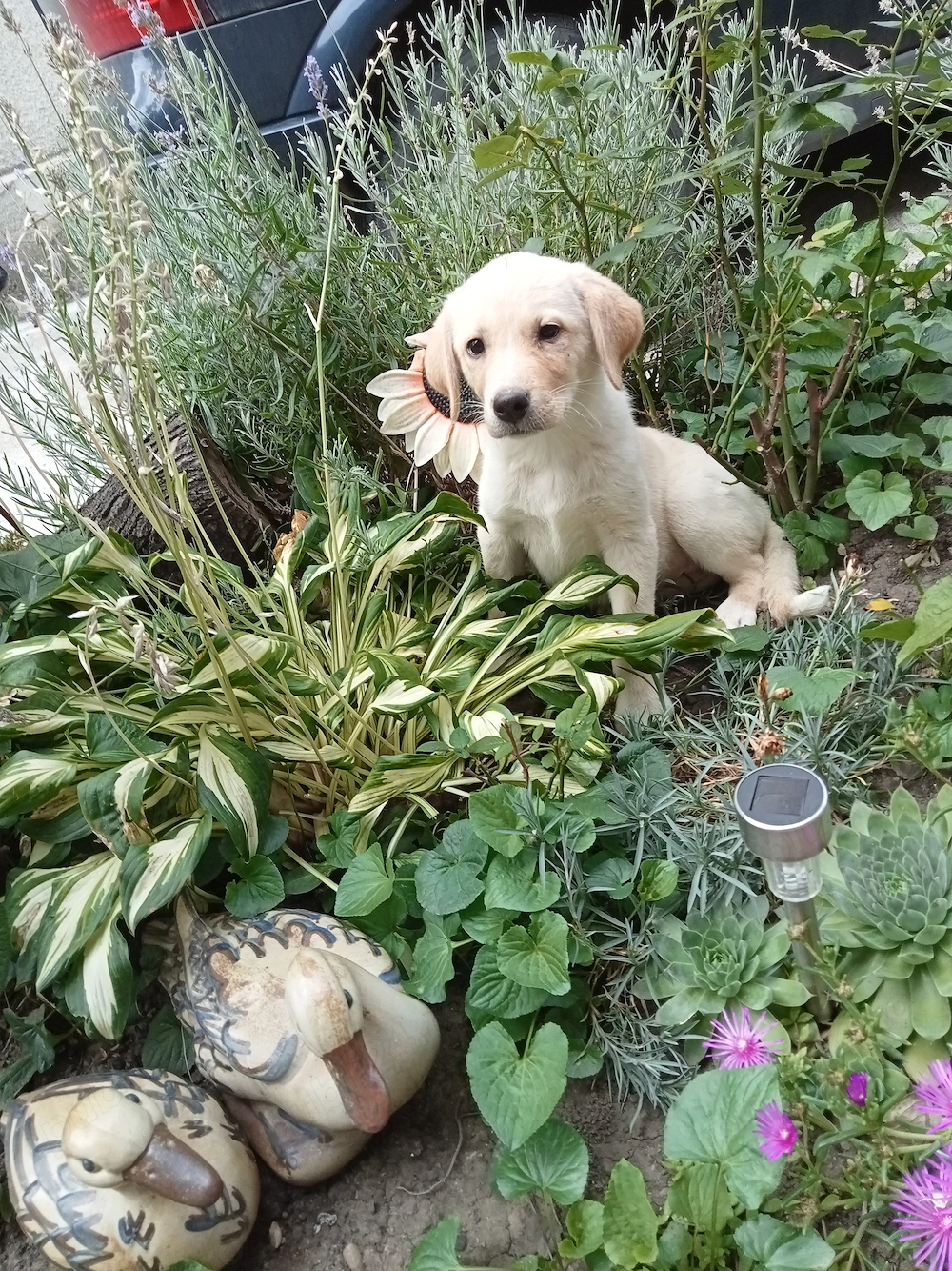Femelă labrador 