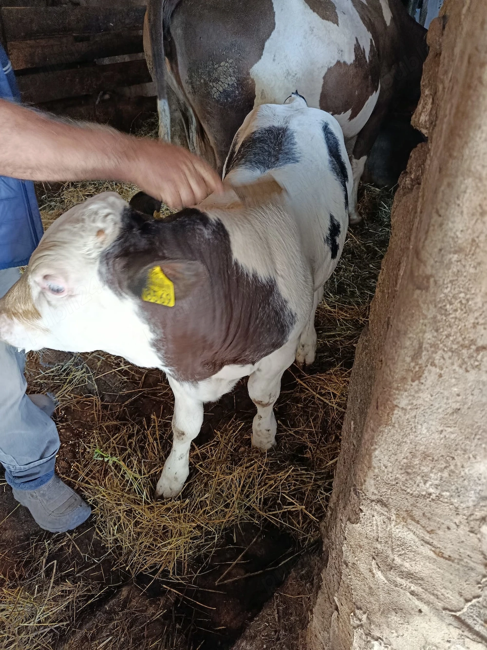 Vând vițel albastru belgian