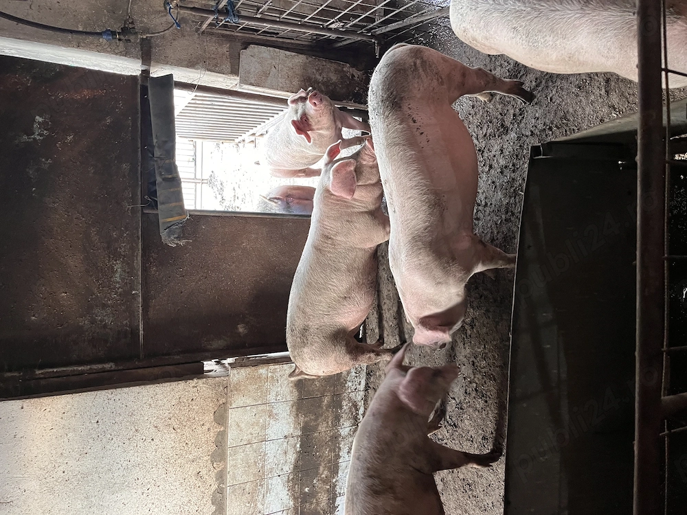 Porci de vânzare, suldei