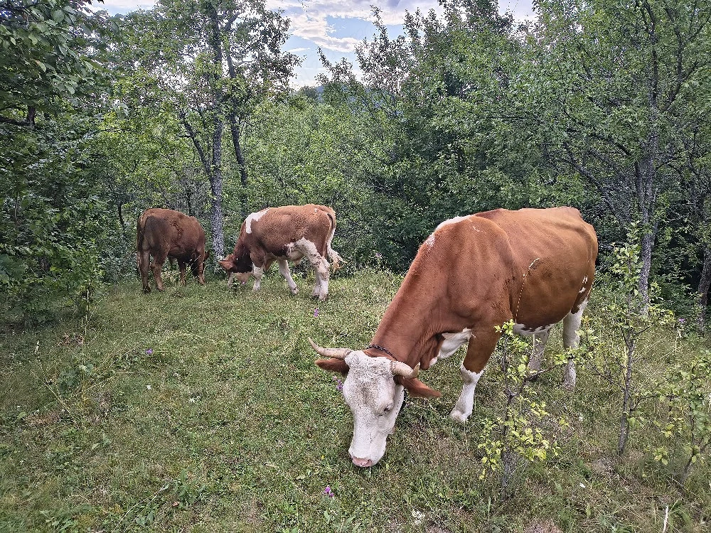 vaca de vanzare