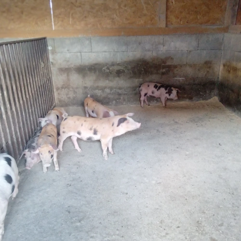 duroc x pietrain 