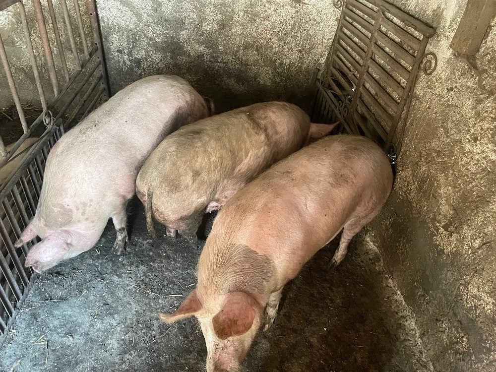 Porci mari