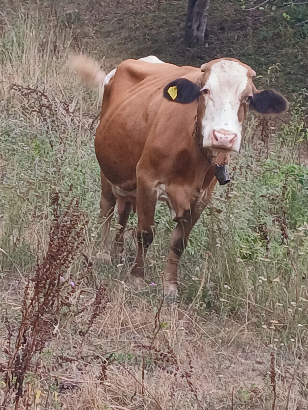 De vânzare vacă de lapte și junincă