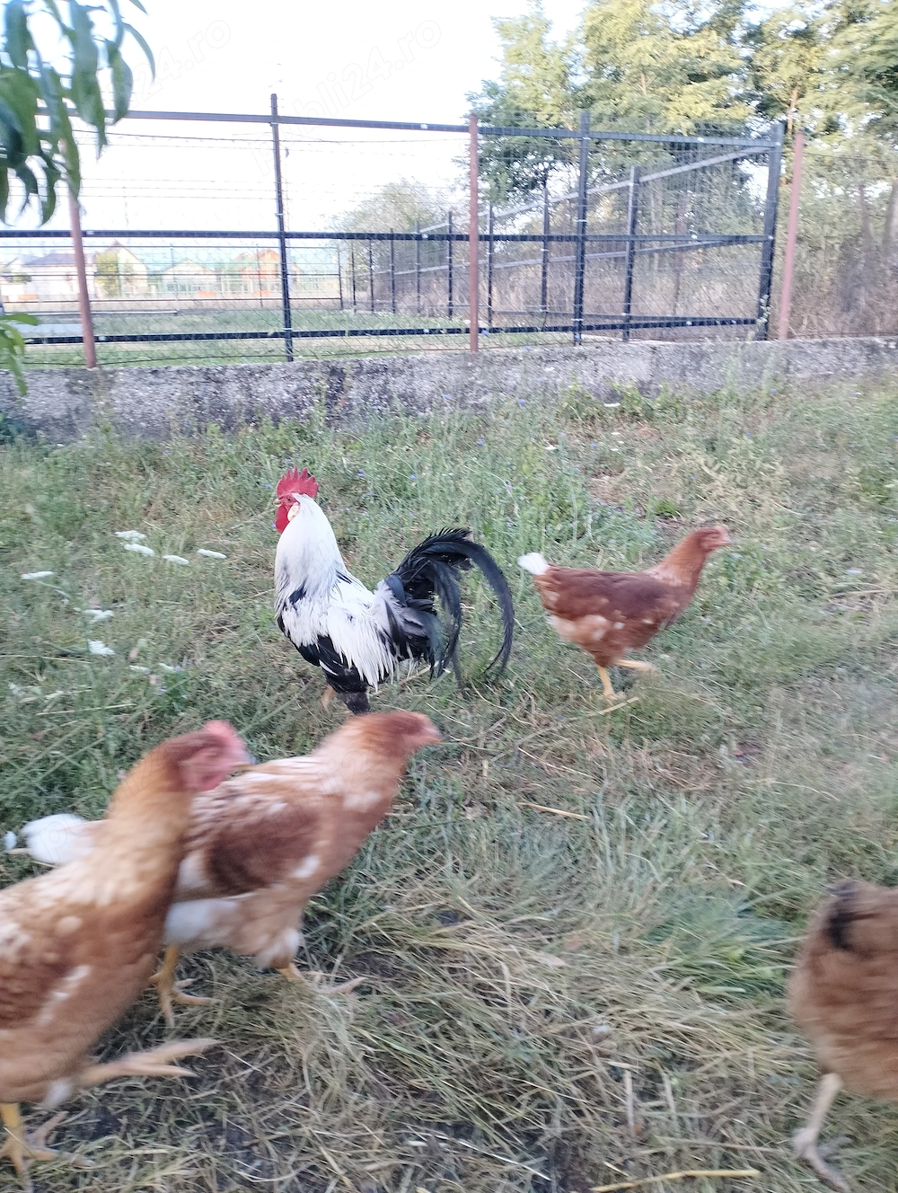 Cocos leghorn
