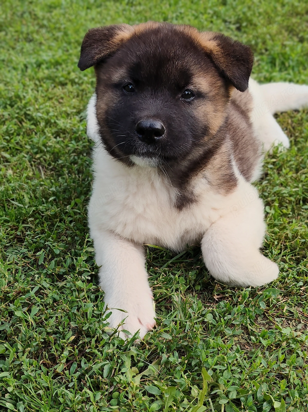 Pui femelă akita american 