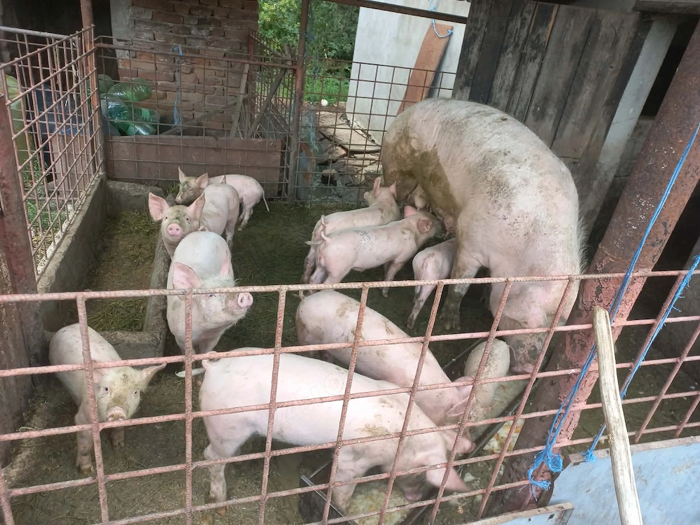 De vânzare 10 purcei