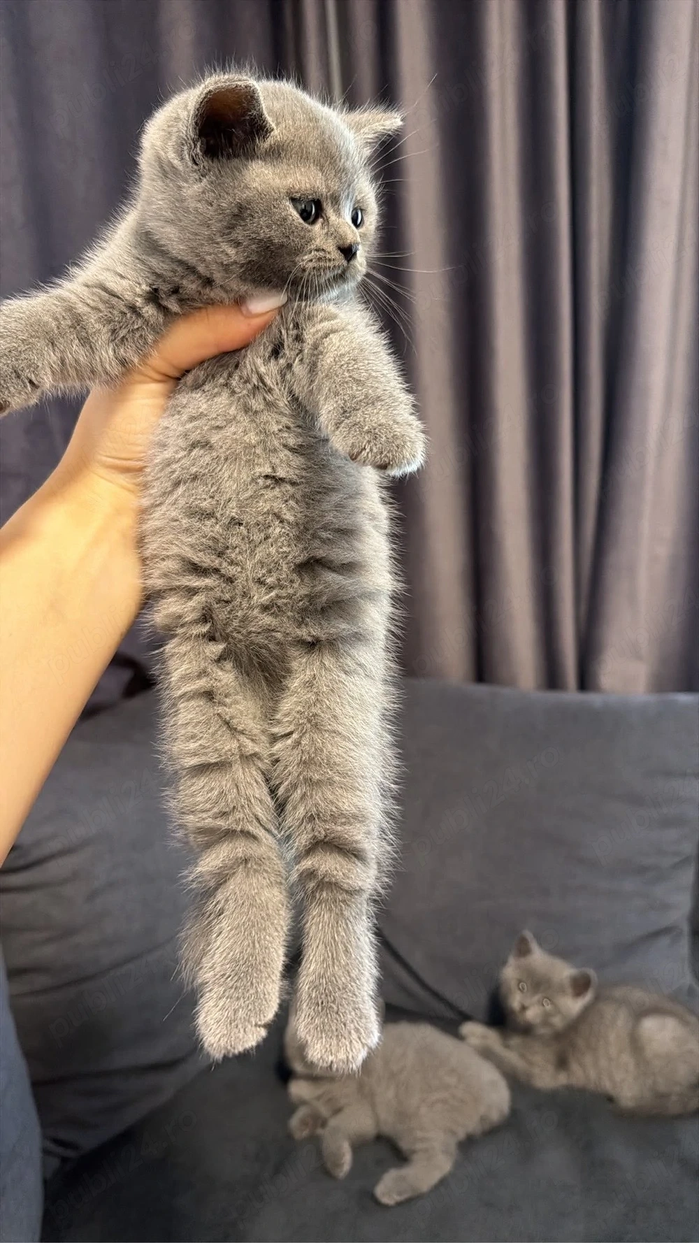 british shorthair blue 