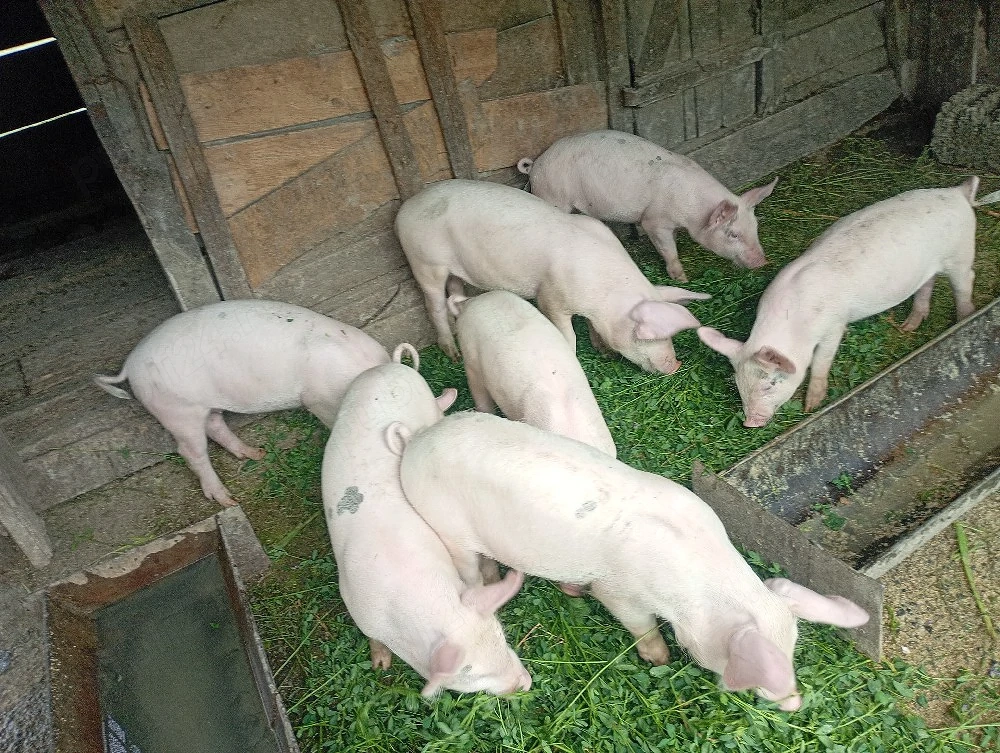 Vand purcei 10 săptămâni 