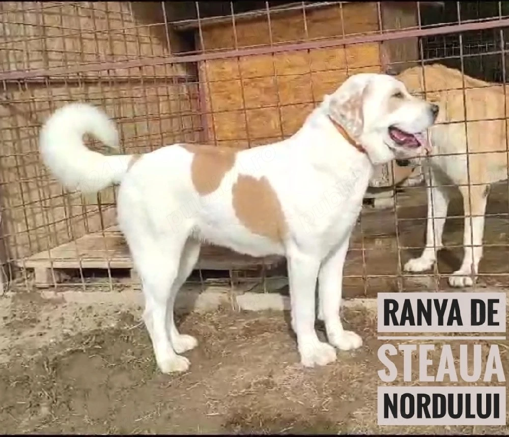 Asia Centrală