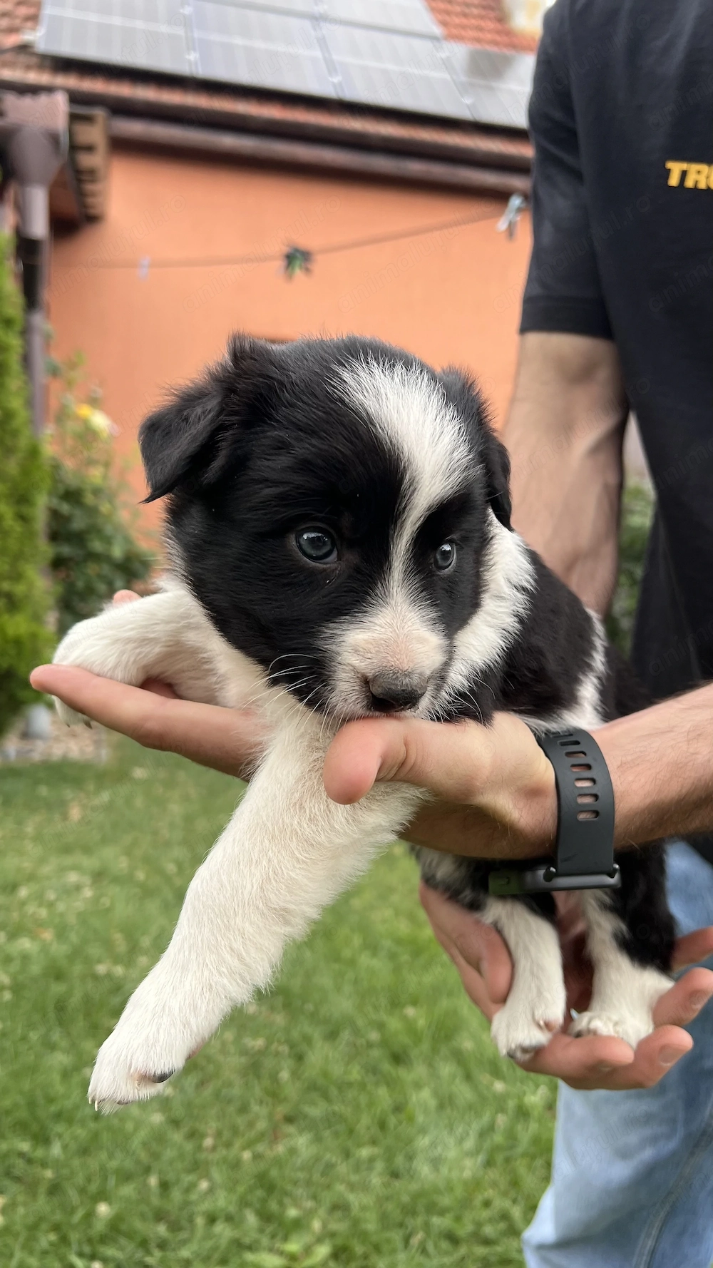 Border Collie baieti