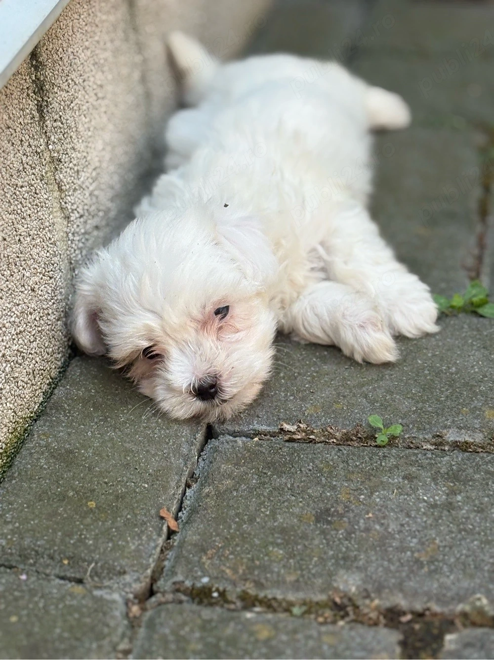 Bichon Maltez Mascul 5 saptamani 