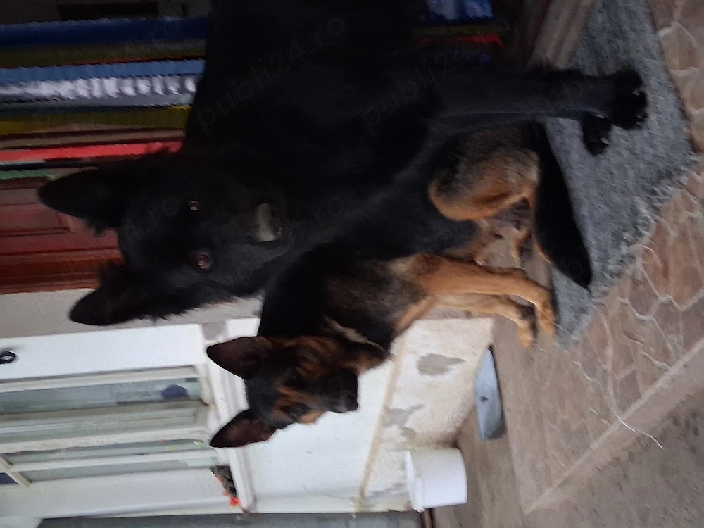 Adopție  pui ciobanesc german 