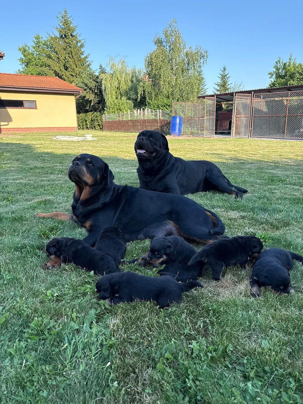Pui Rottweiler   Disponibili