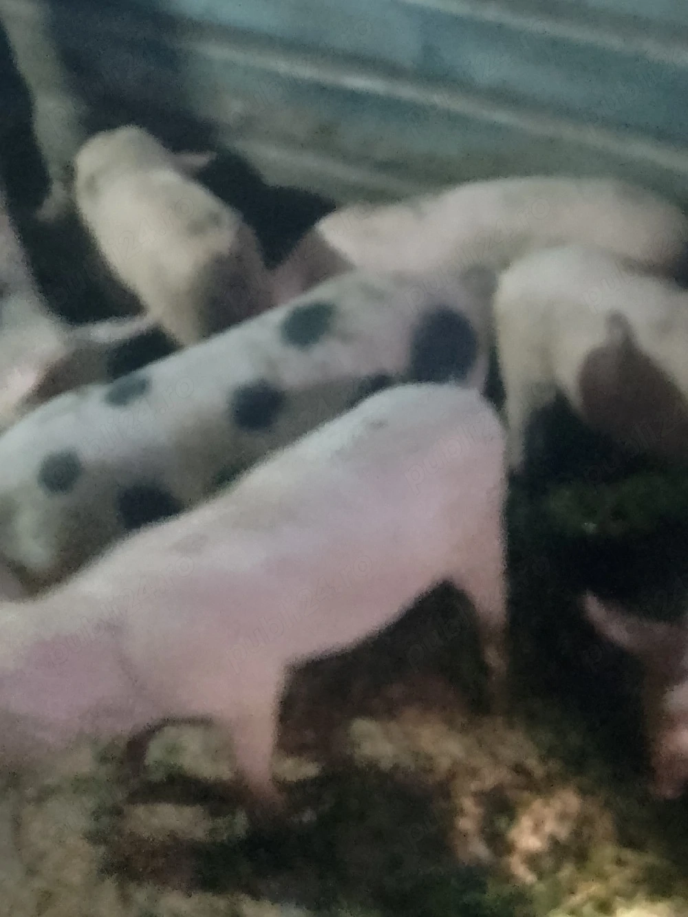 purcei de vânzare 