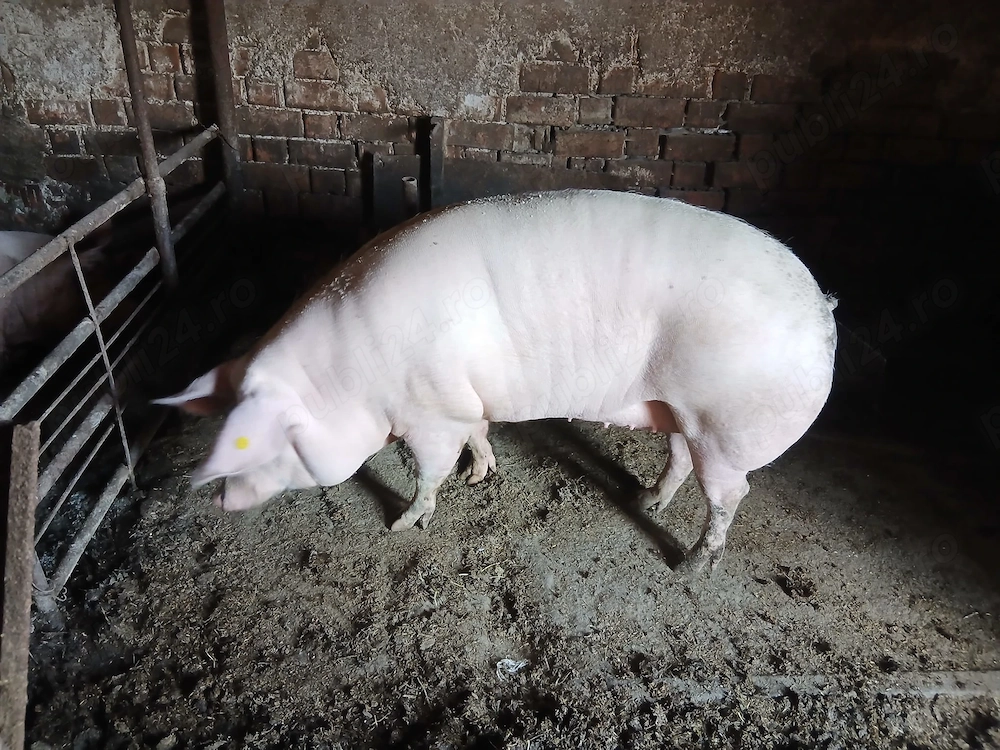 Vând porc de tăiat 