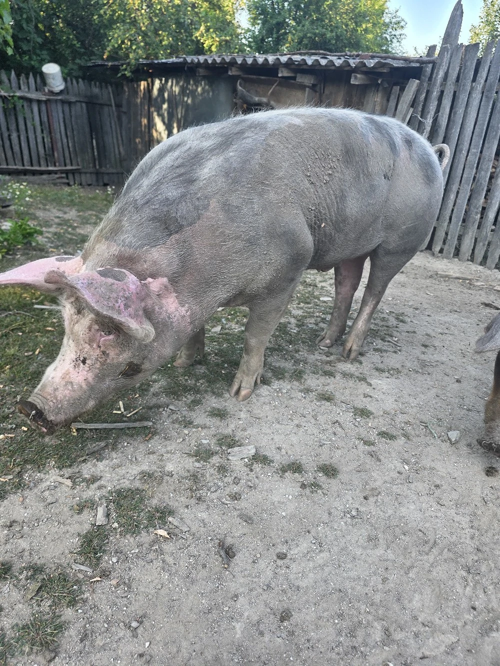 Vând porc pietran