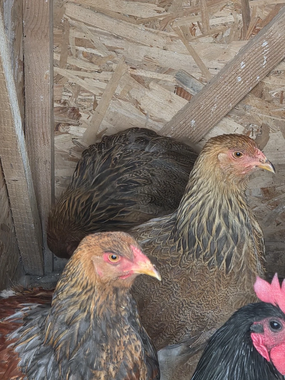 Pui de găină,barnevelder, cochinchina, brahma potarnichiu 