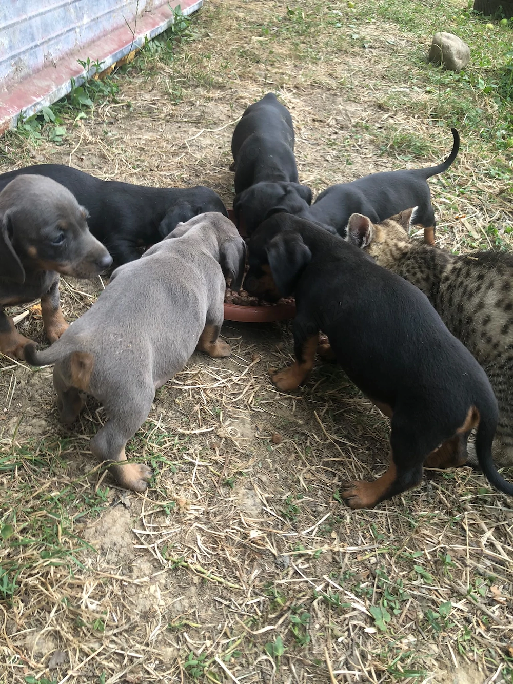 Căței tekel de vanzare