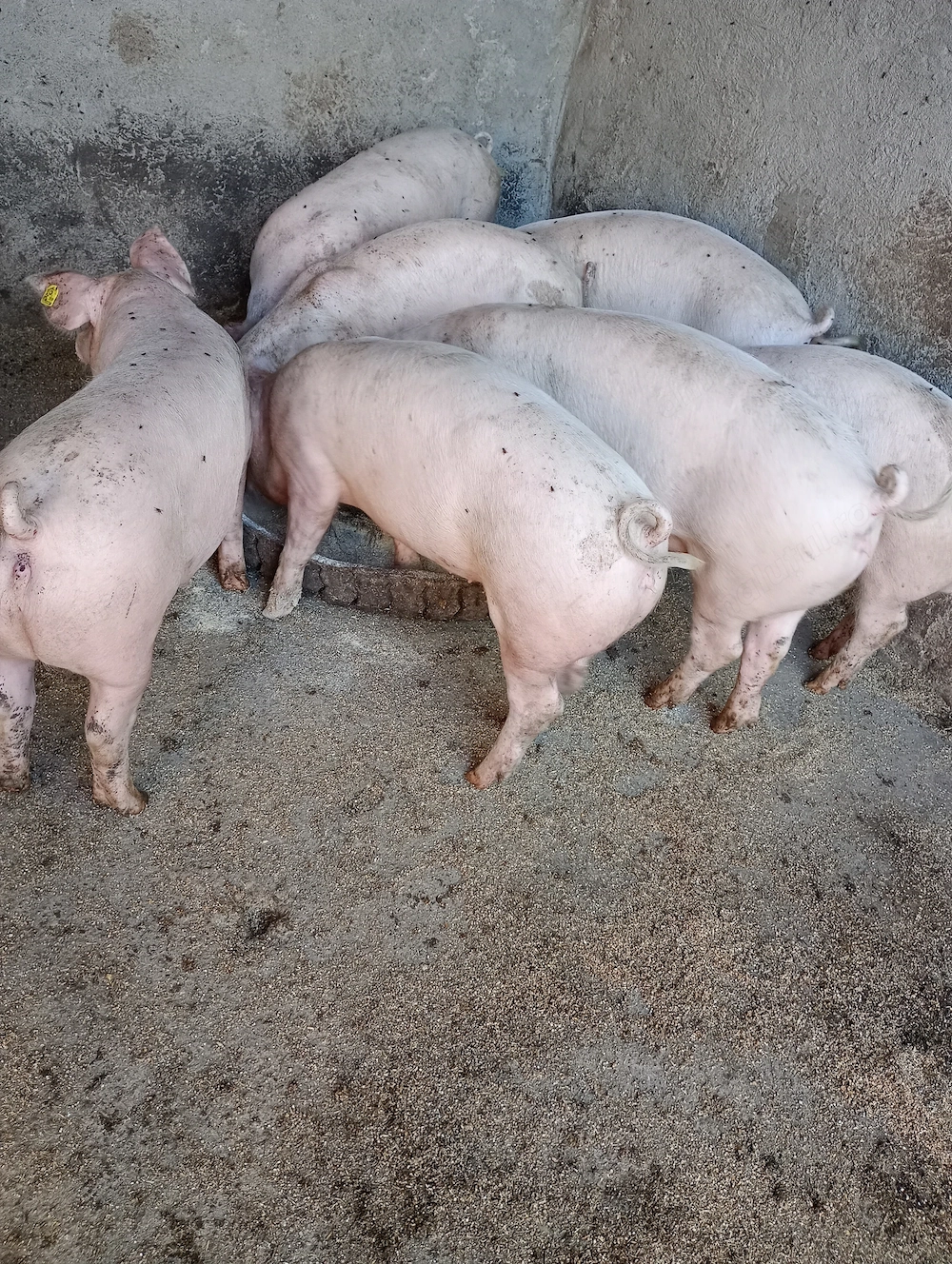 Vând Groștei la 3 luni 