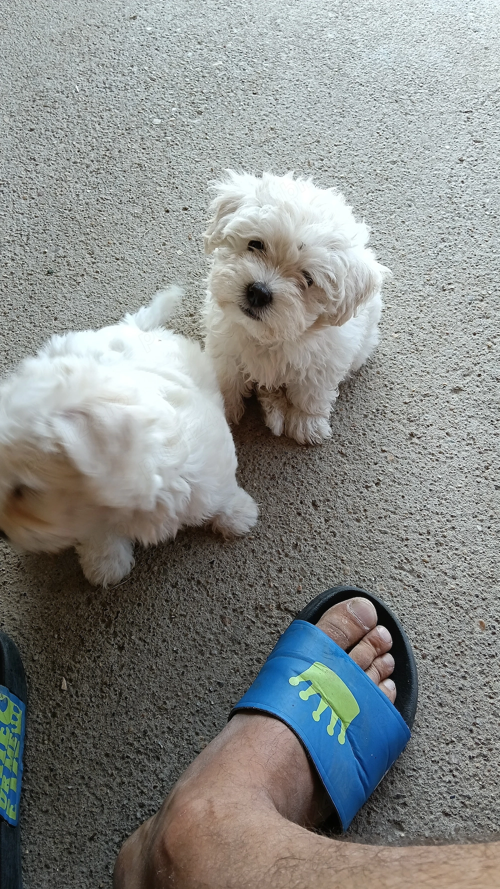 Bichon maltez