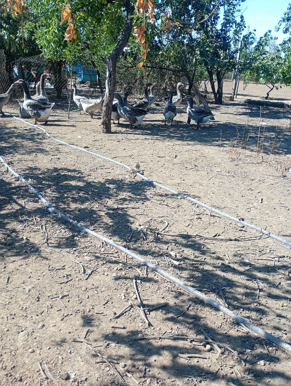 Păsări de curte