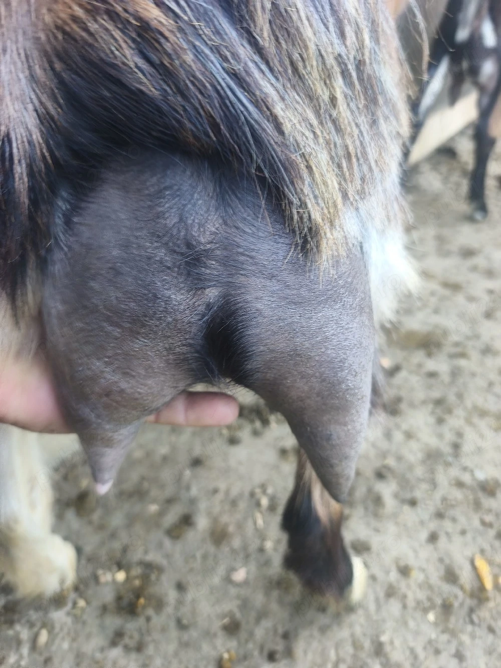 capre bune de lapte 
