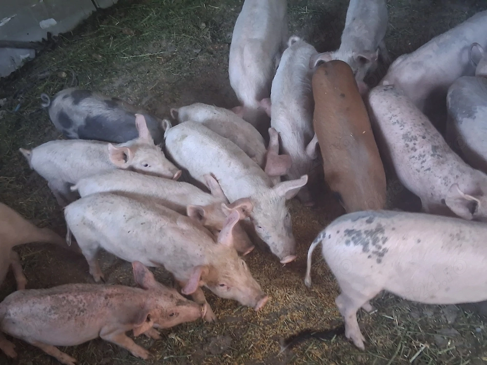 Vând porci de 6 saptamani